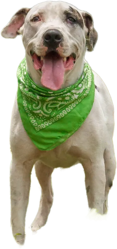 Perro con pañoleta verde