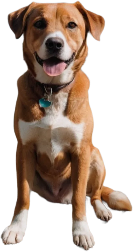 Perro mestizo sentado