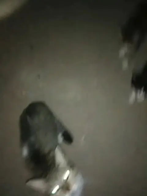 Gata y sus dos bebés