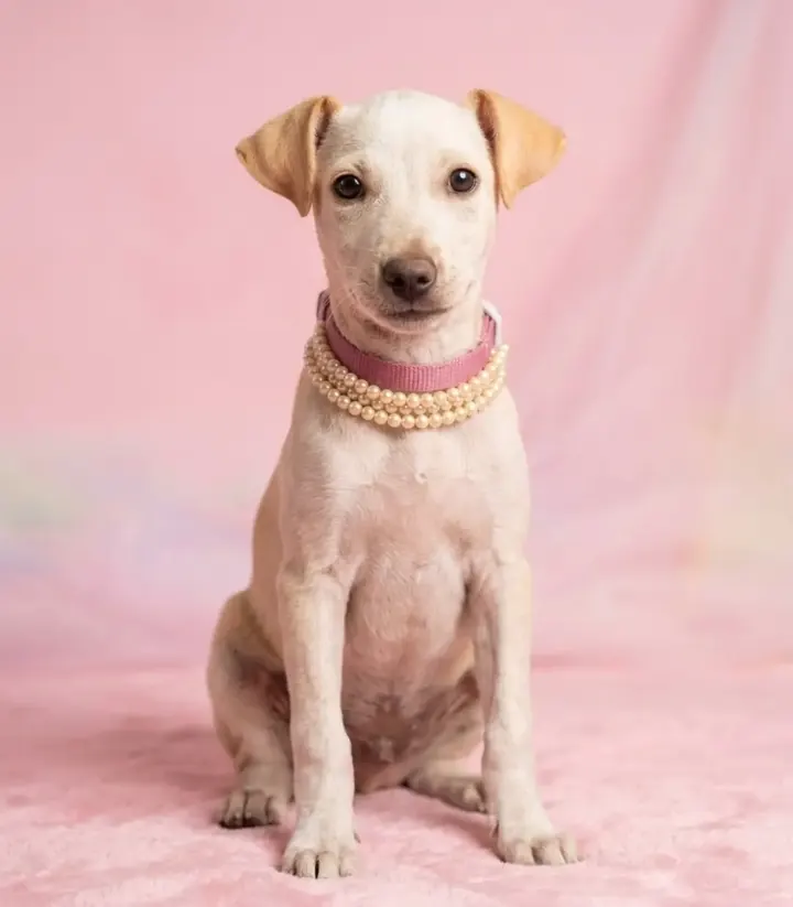 Mililulu, en adopción