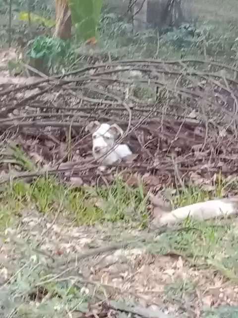 El perrito de Pizamos el día del rescate