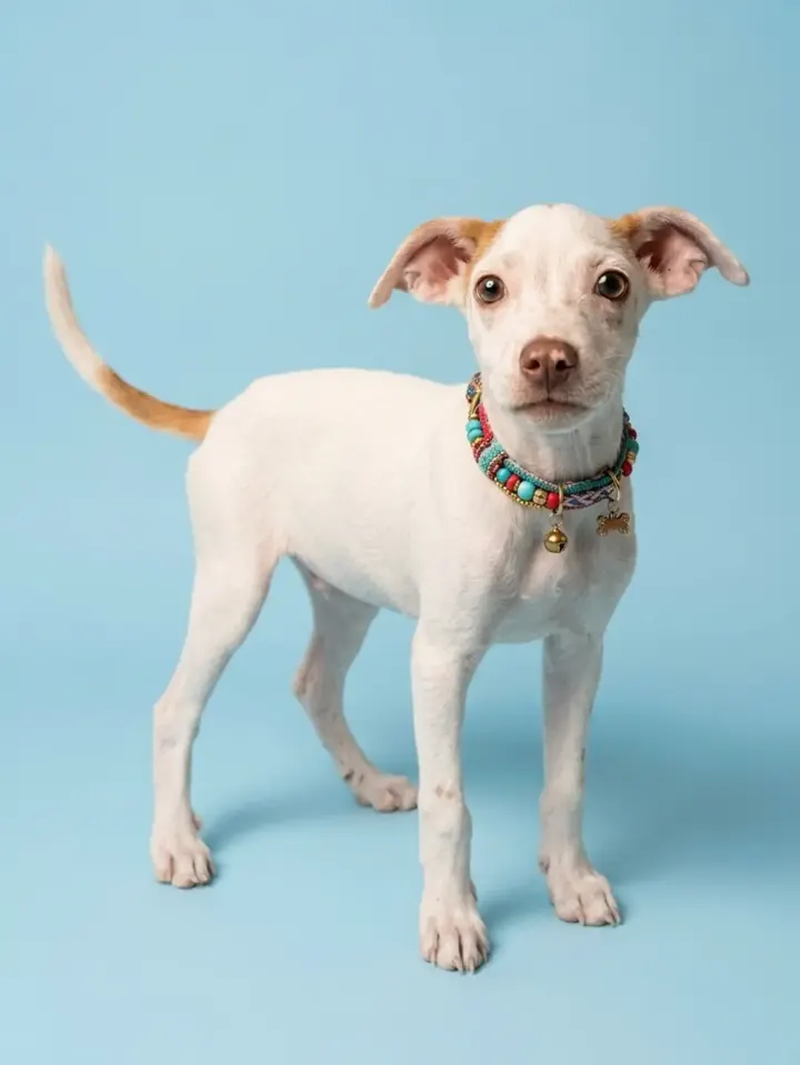 El perrito de Pizamos, en adopción