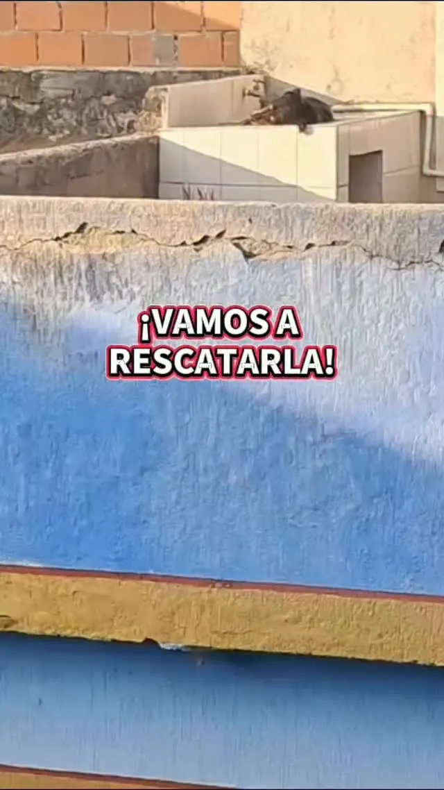 La perrita de la terraza